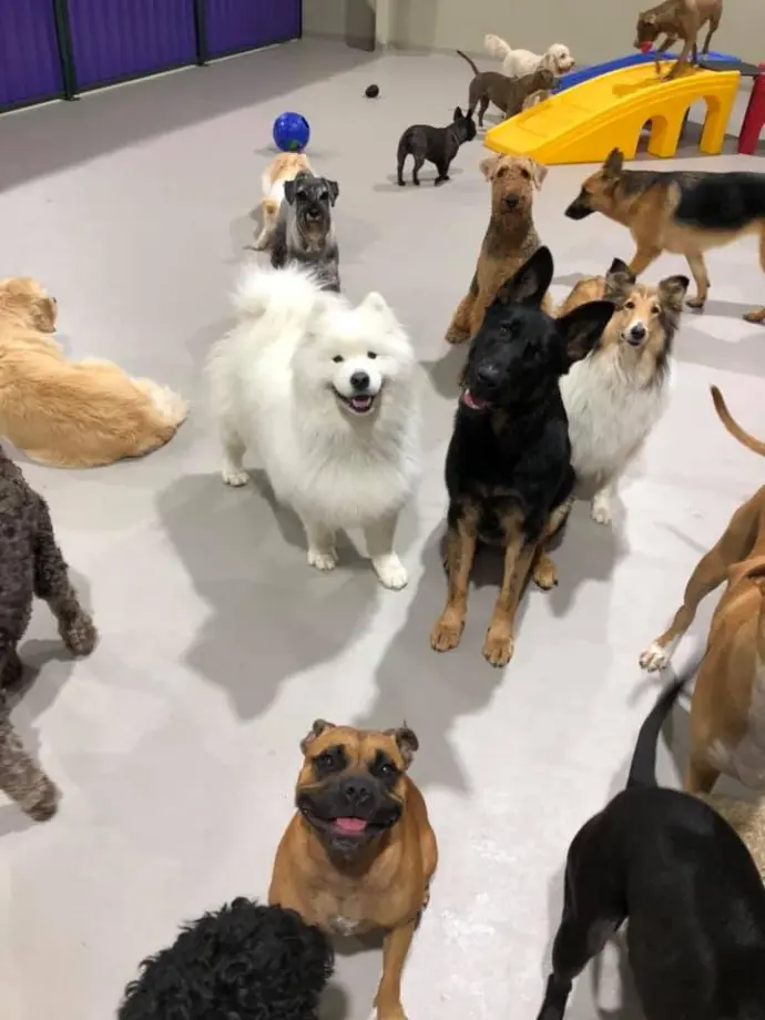 Dog daycare with epoxy flooring